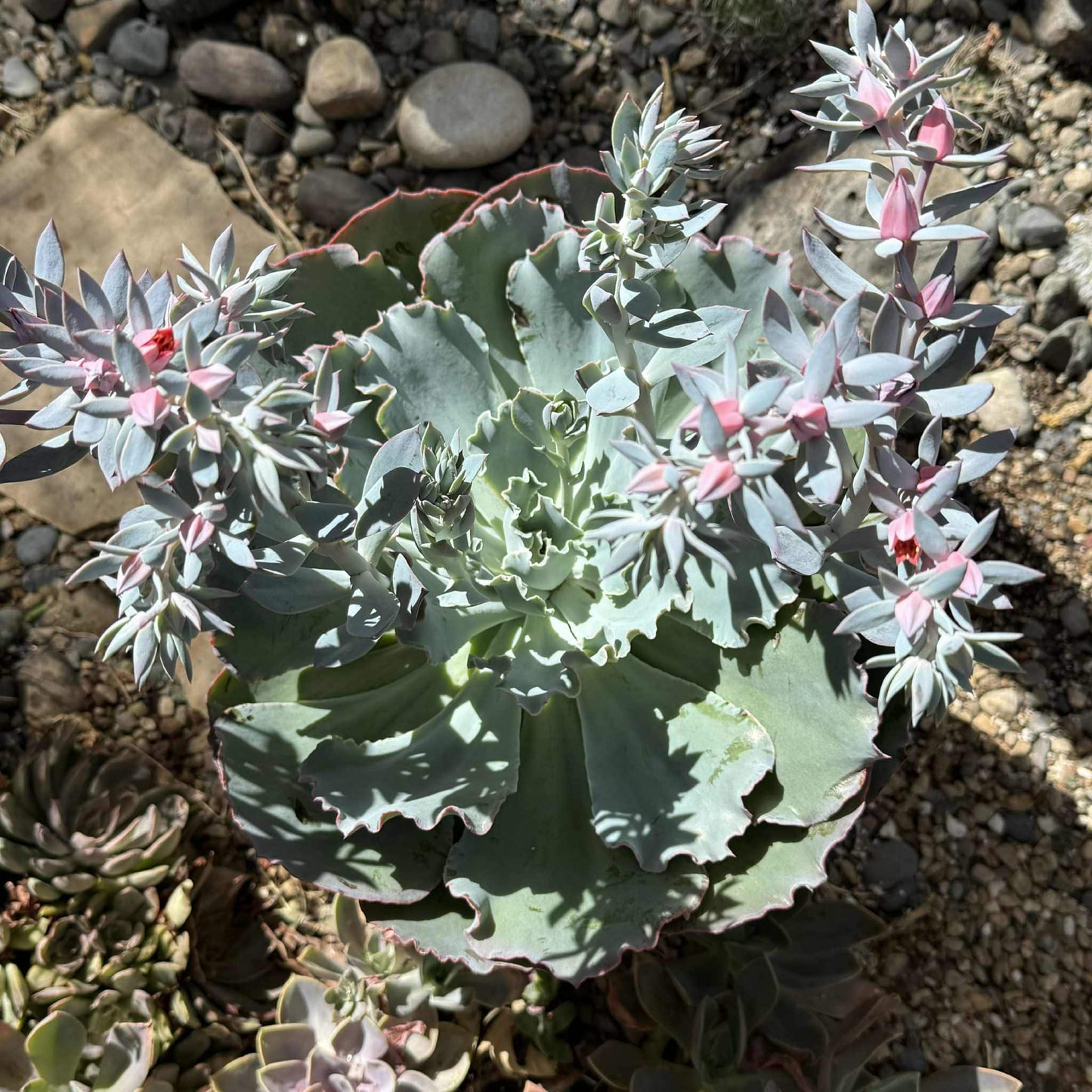 Echeveria 'Sahara' - 10 Inch Assorted - Succulent - DesertScapeSucculent