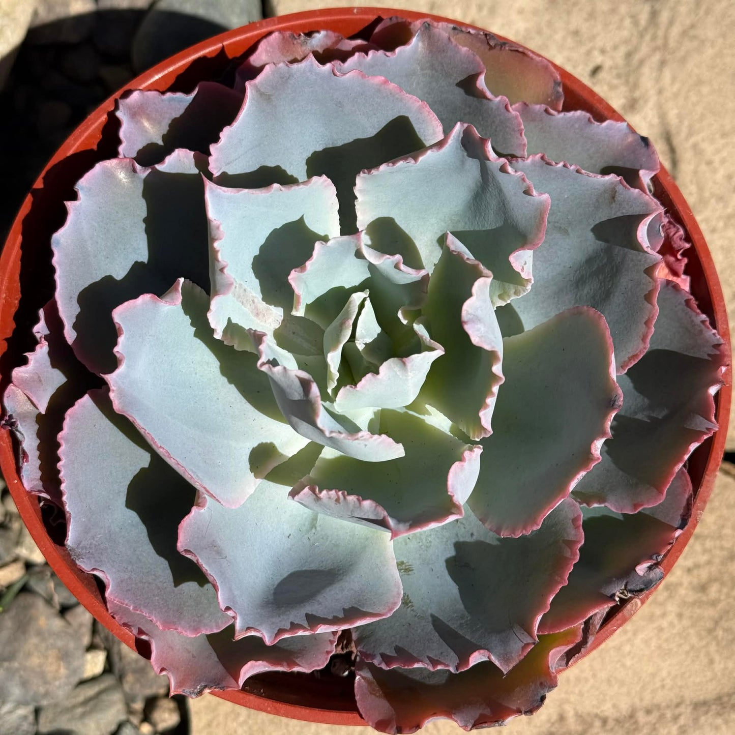 DesertScapeSucculent Succulent Echeveria 'Sahara'