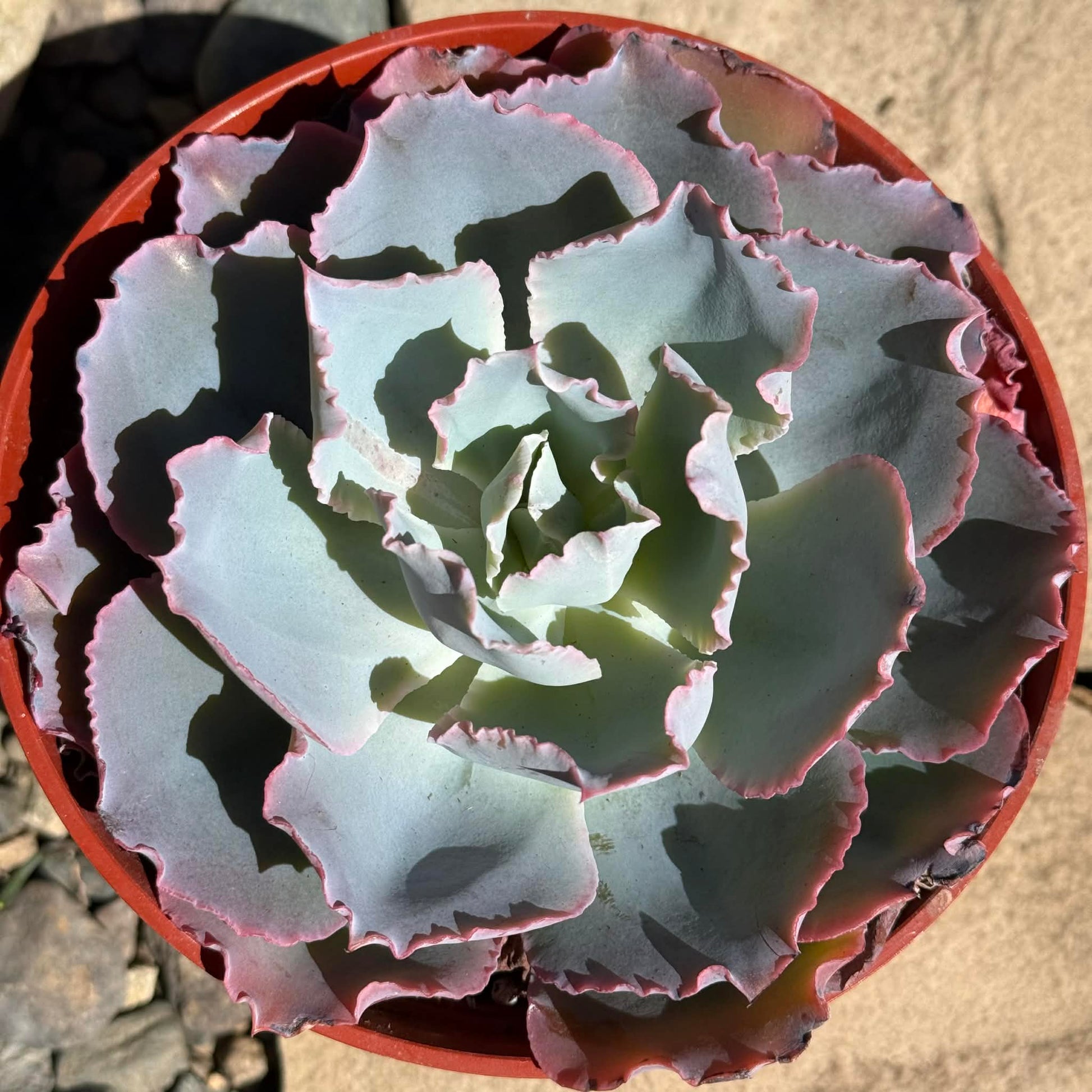 DesertScapeSucculent Succulent Echeveria 'Sahara'