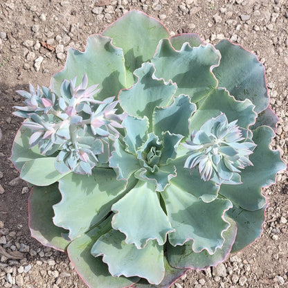 sahara succulent Echeveria 'Sahara' – DesertScapeSucculent