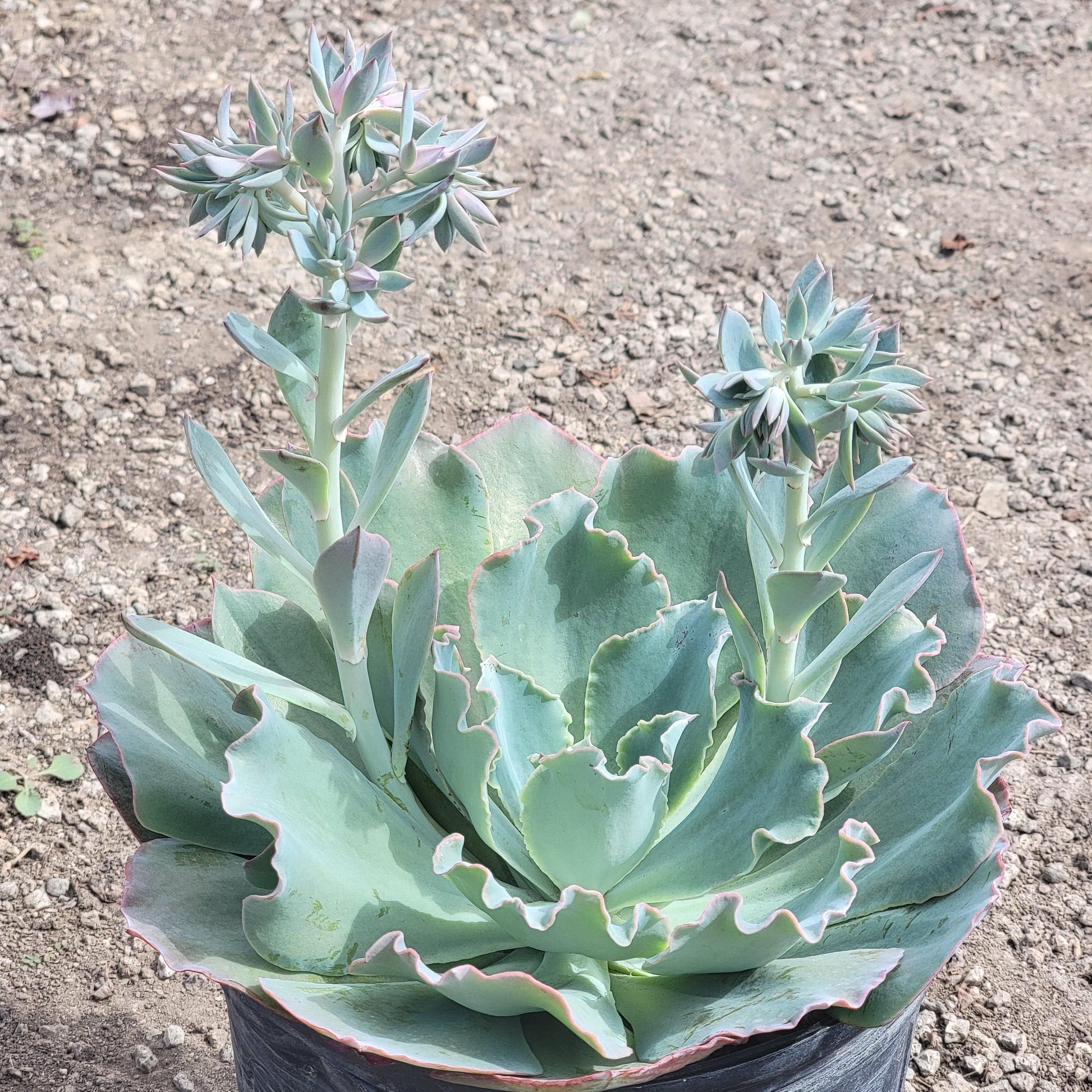 sahara succulent Echeveria 'Sahara'