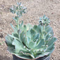 Echeveria 'Sahara' - 10 Inch Assorted - Succulent - DesertScapeSucculent