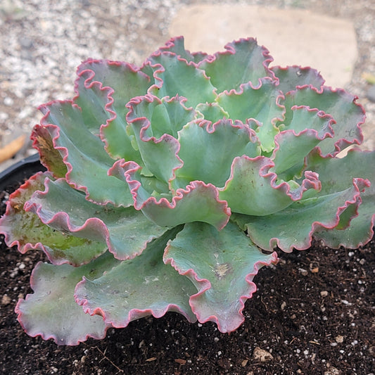 Echeveria 'Sahara'