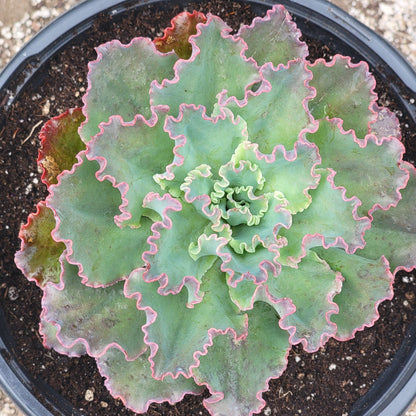 Echeveria 'Sahara'