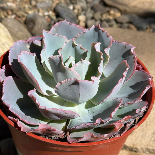 DesertScapeSucculent Succulent 6 Inch Echeveria 'Sahara'