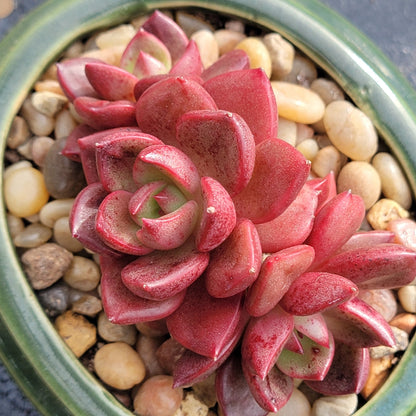 DesertScapeSucculent Succulent 4" Cluster Assorted Echeveria 'Sapote'