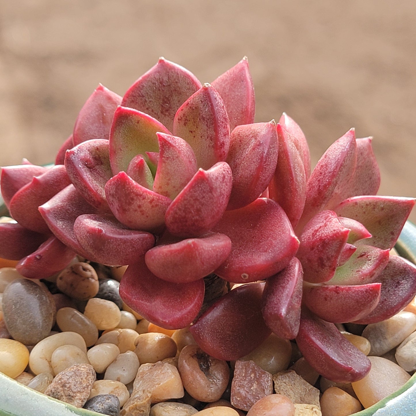 Echeveria 'Sapote'