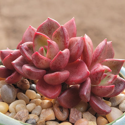 DesertScapeSucculent Succulent 4" Cluster Assorted Echeveria 'Sapote'