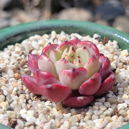 Echeveria 'Sarahime'