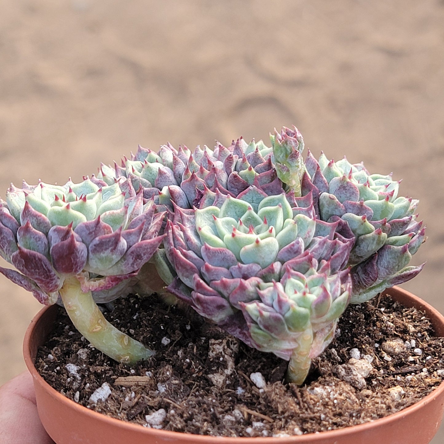 Echeveria 'Sarahime Botan'