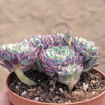 Echeveria 'Sarahime Botan'