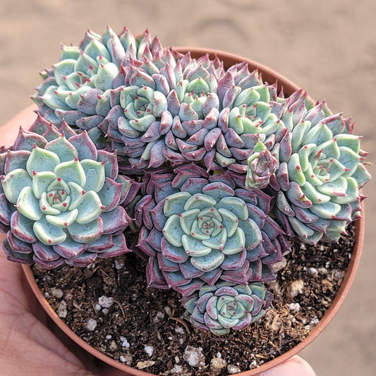 Echeveria 'Sarahime Botan'