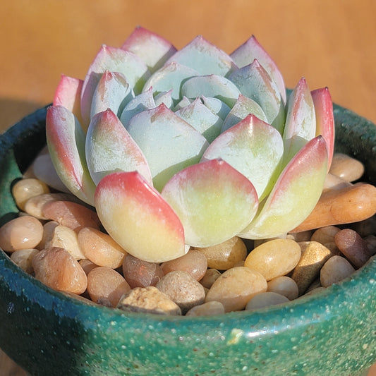 Echeveria 'Sasa Queen'