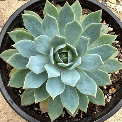Echeveria 'Secunda' - 6 Inch Assorted - Succulent - DesertScapeSucculent