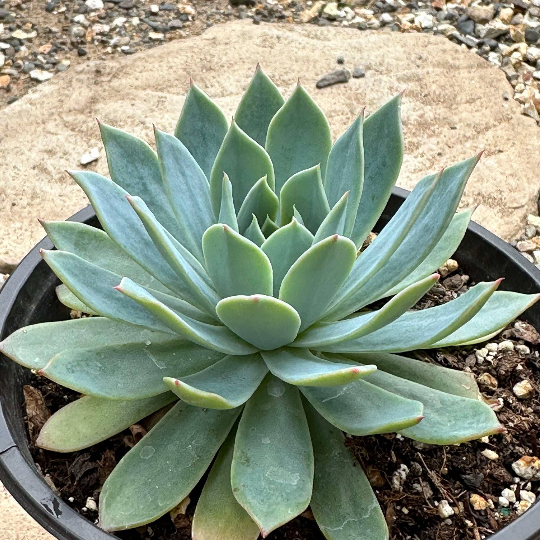 Echeveria 'Secunda' – DesertScapeSucculent