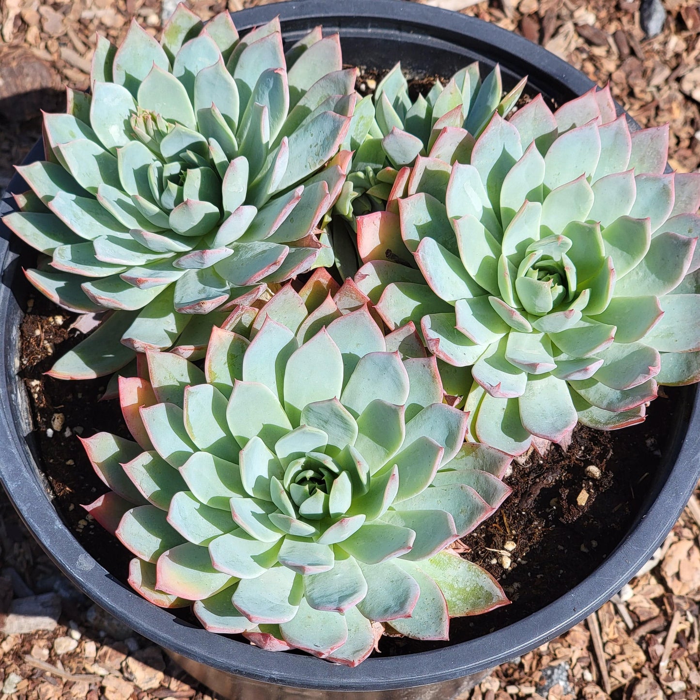 Clúster de Echeveria 'Secunda'