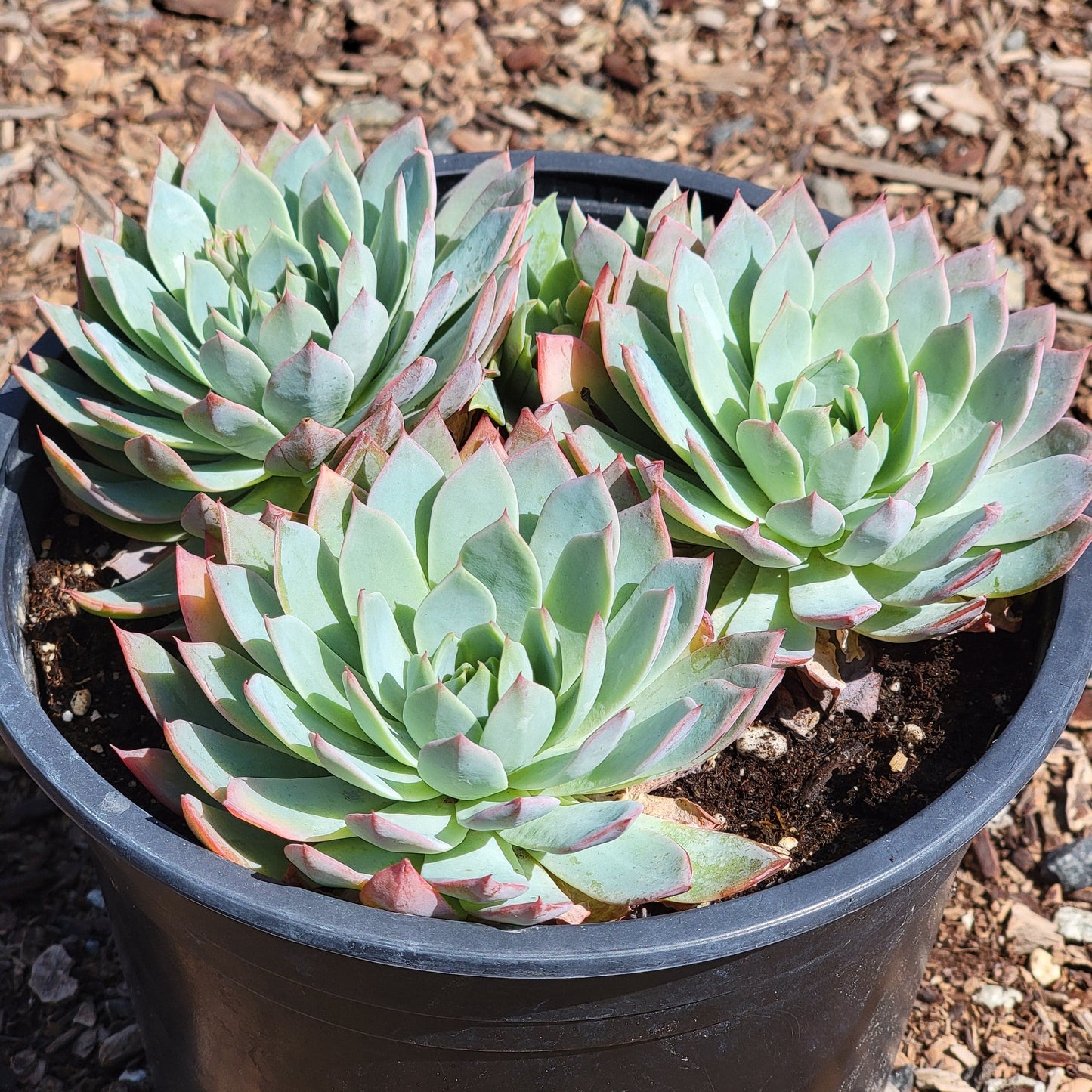 Echeveria 'Secunda' Cluster