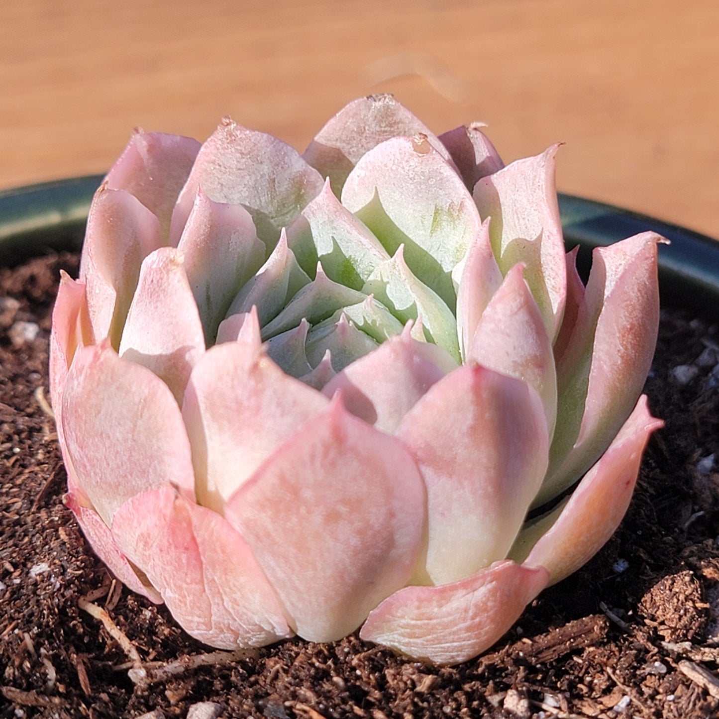 Echeveria 'Seigetsu'