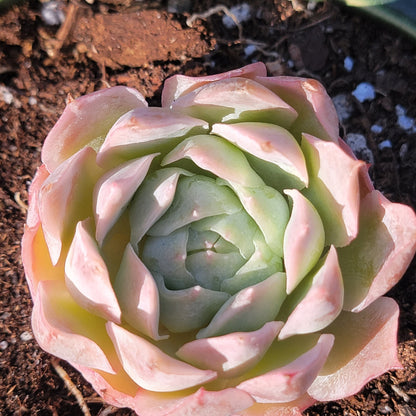 Echeveria 'Seigetsu'