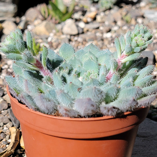 DesertScapeSucculent Succulent Echeveria setosa 'Doris Taylor'