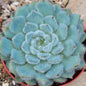 Echeveria setosa 'Mexican Fire Cracker' - 4 Inch - Succulent - DesertScapeSucculent