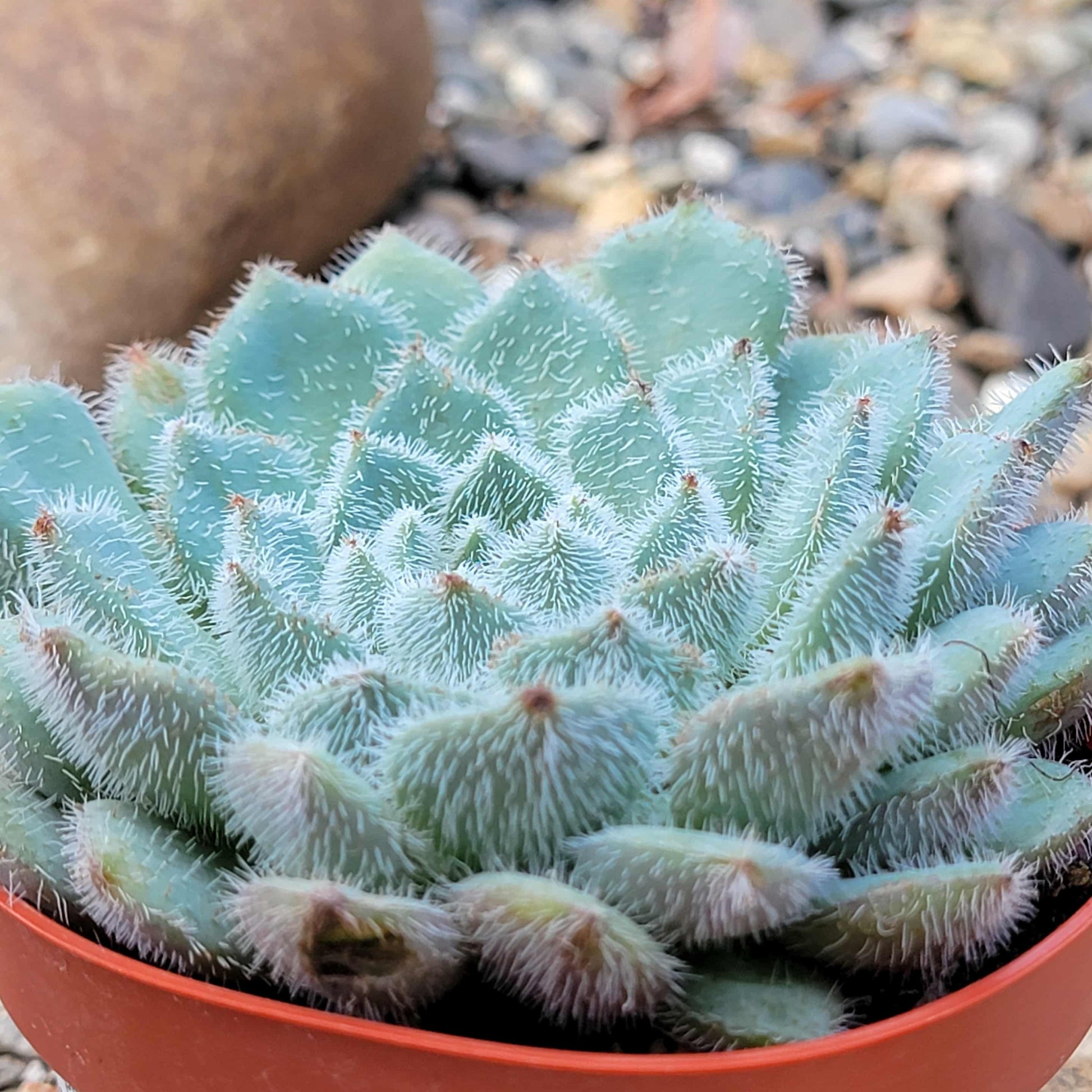 Echeveria setosa 'Mexican Fire Cracker' - 4 Inch - Succulent - DesertScapeSucculent
