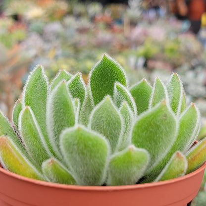 Echeveria setosa 'Doris Taylor'