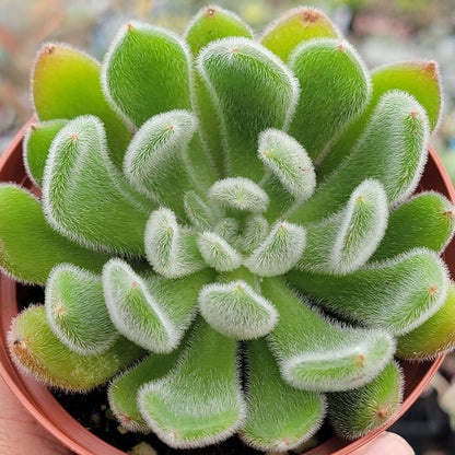 Echeveria setosa 'Doris Taylor'