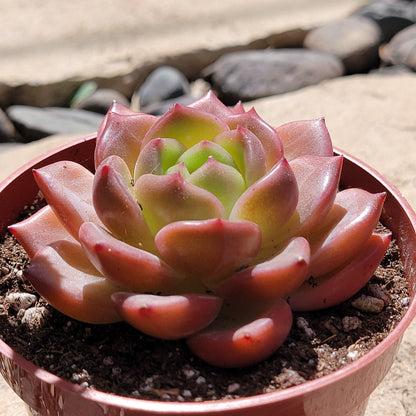 Echeveria 'Shallot Champagne'