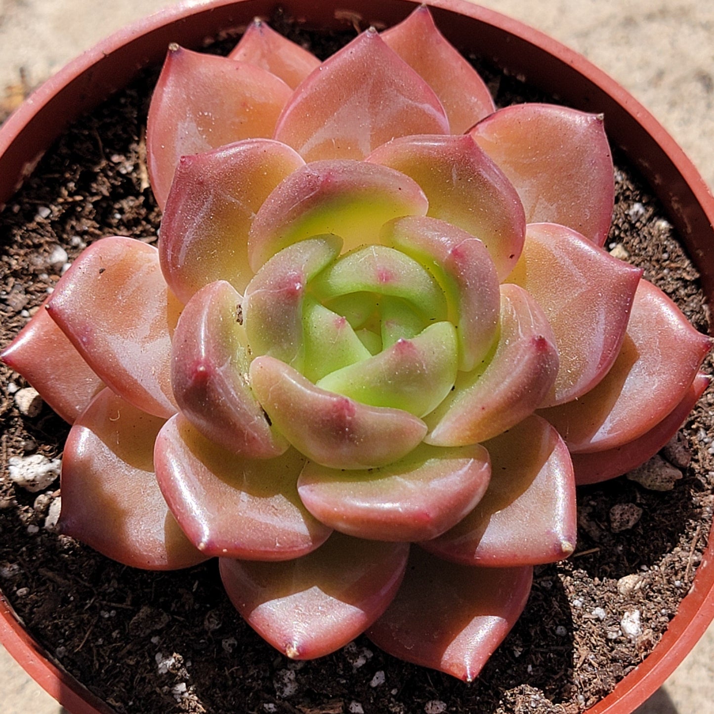 Echeveria 'Shallot Champagne'