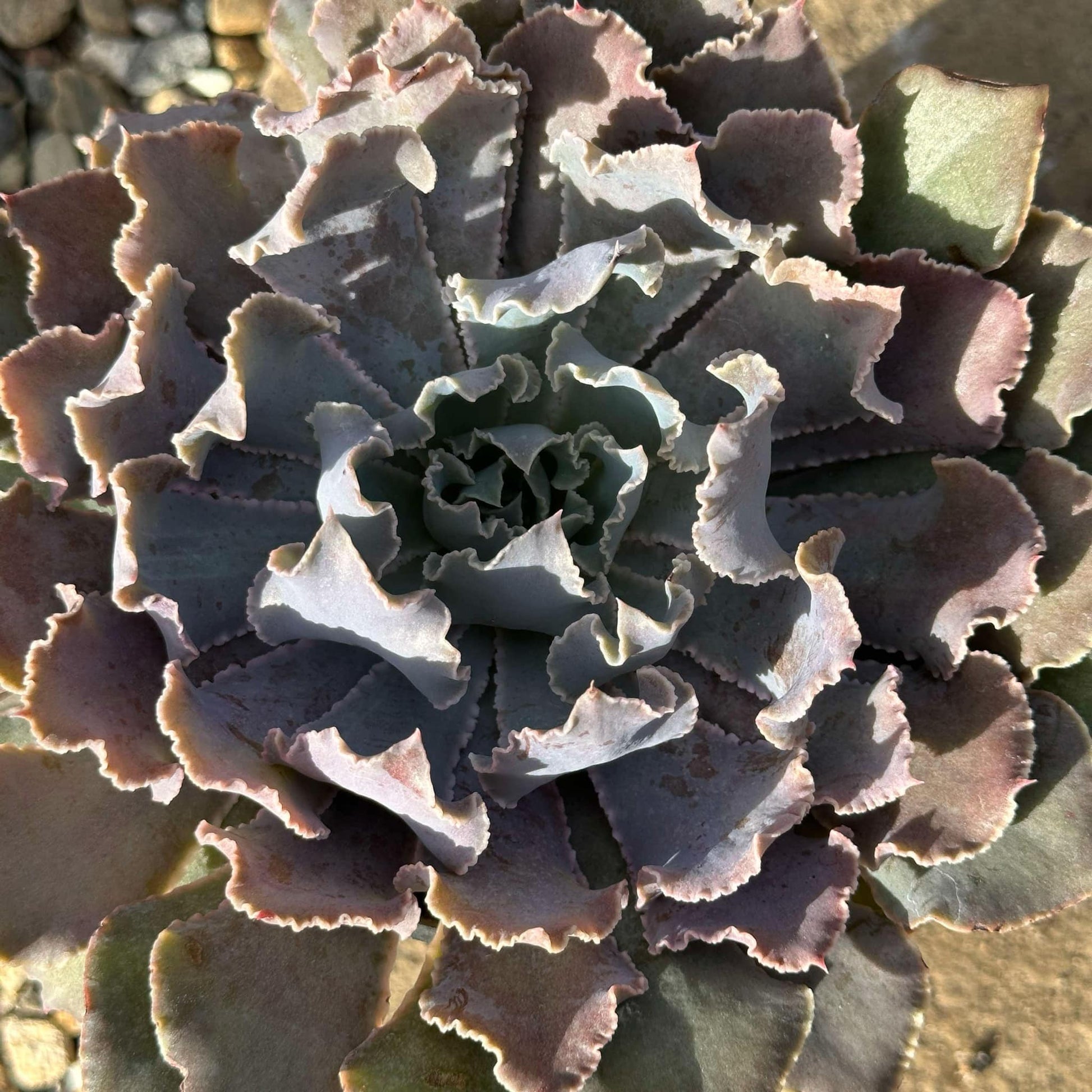 DesertScapeSucculent Succulent 4" Assorted Echeveria shaviana 'Pink Frills'