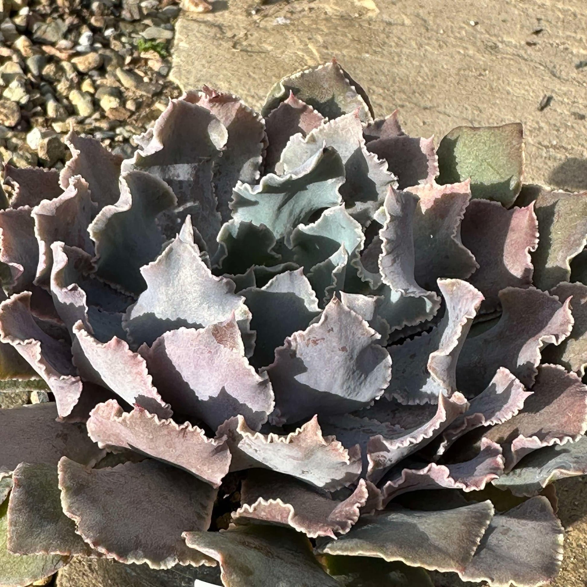 shaviana succulent Echeveria shaviana 'Pink Frills'