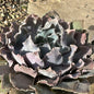 Echeveria shaviana 'Pink Frills' - 4 Inch Assorted - Succulent - DesertScapeSucculent