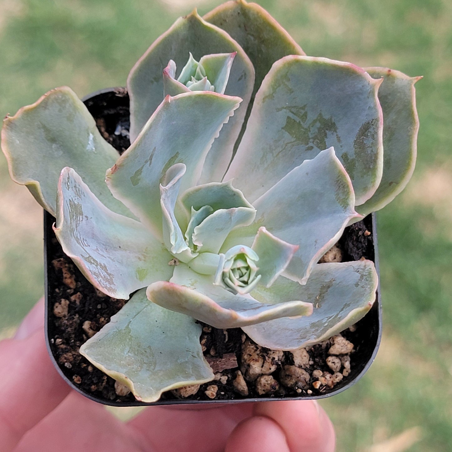 Echeveria 'Shaviana X'