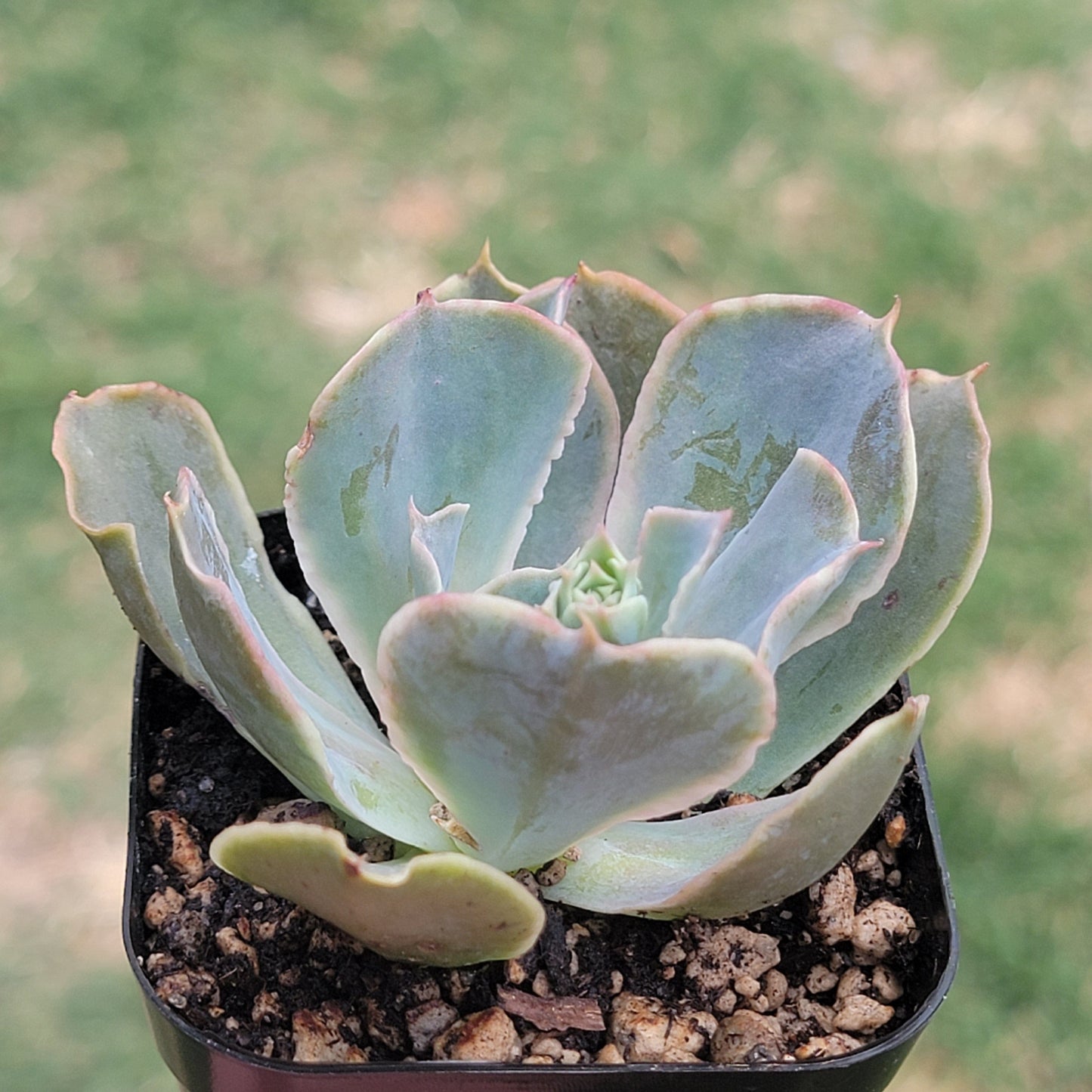 Echeveria 'Shaviana X'