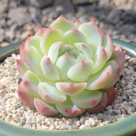 Echeveria 'Silhouette'