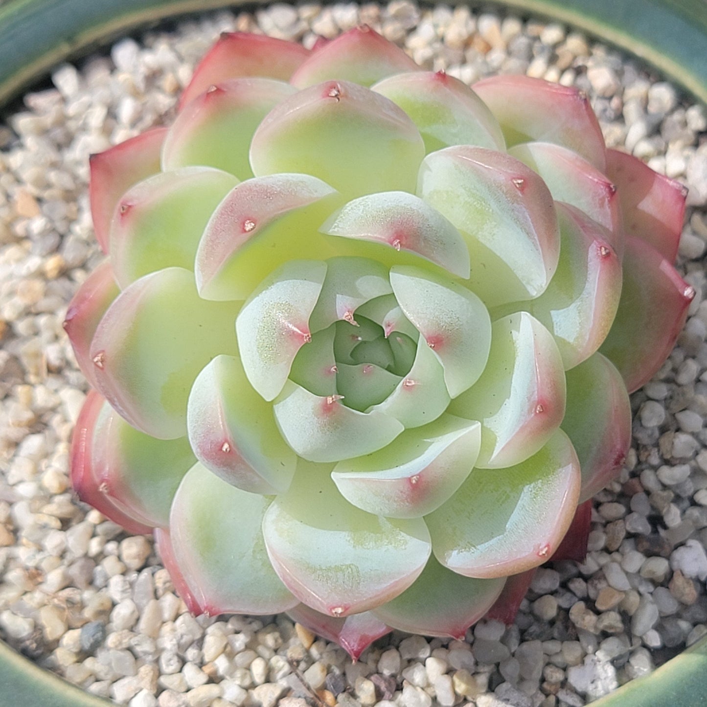 Echeveria 'Silhouette'