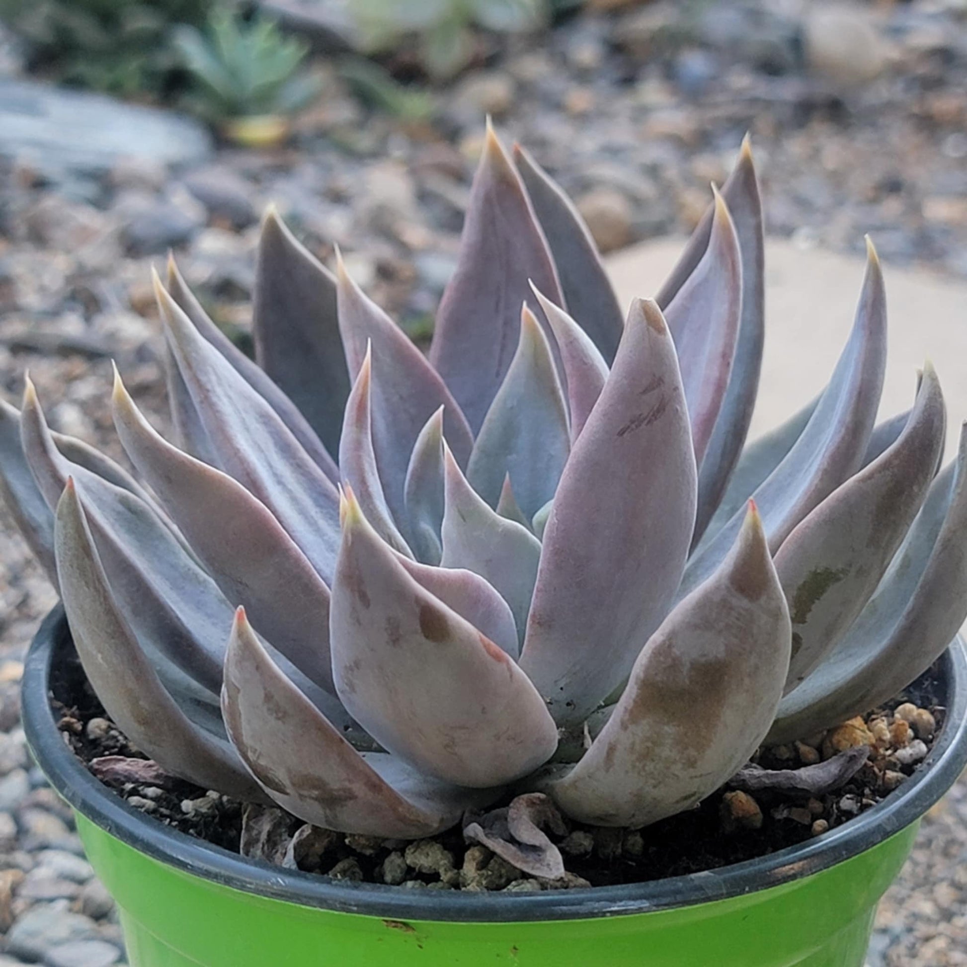 silver grey succulents Echeveria 'Silver Queen'