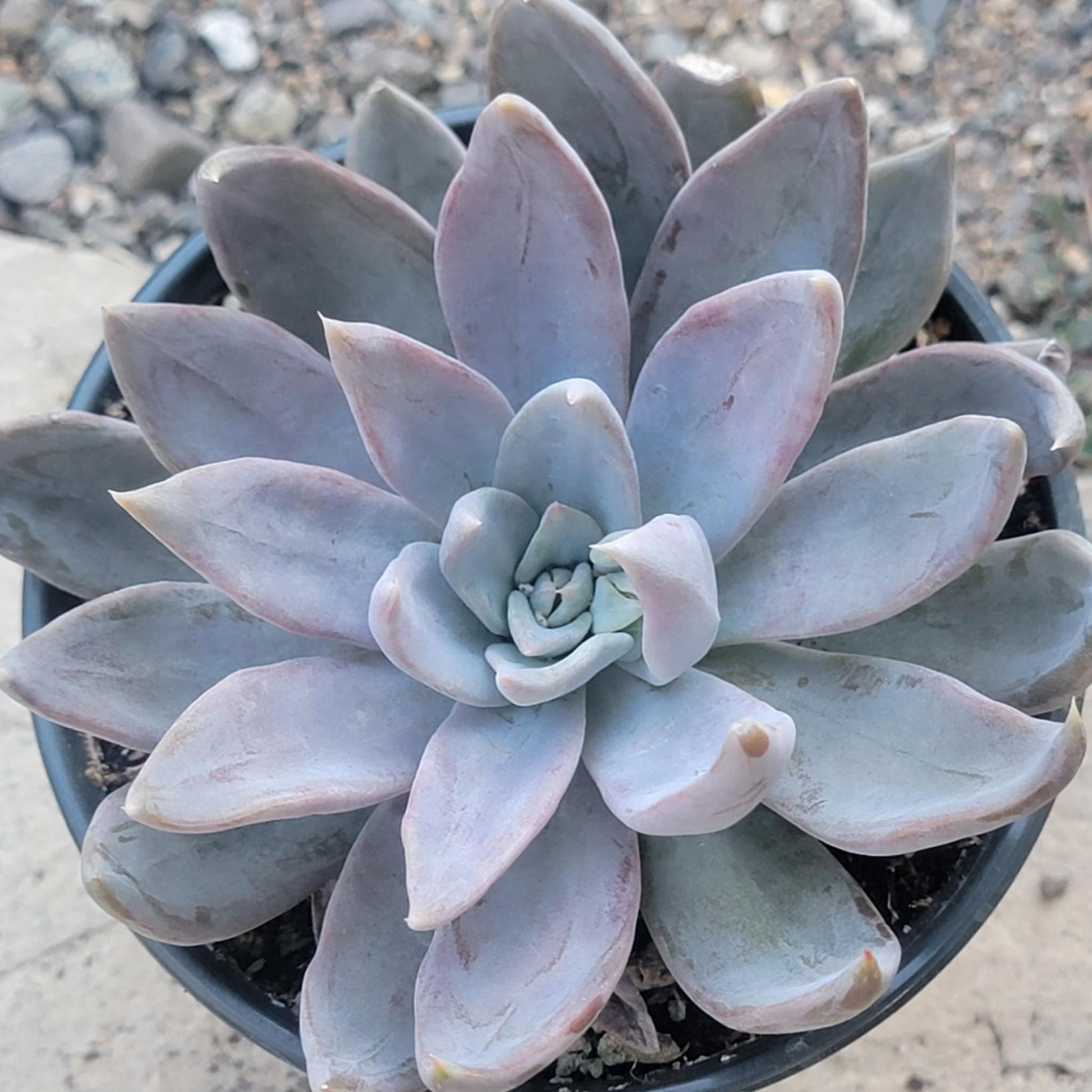 silver succulents Echeveria 'Silver Queen'