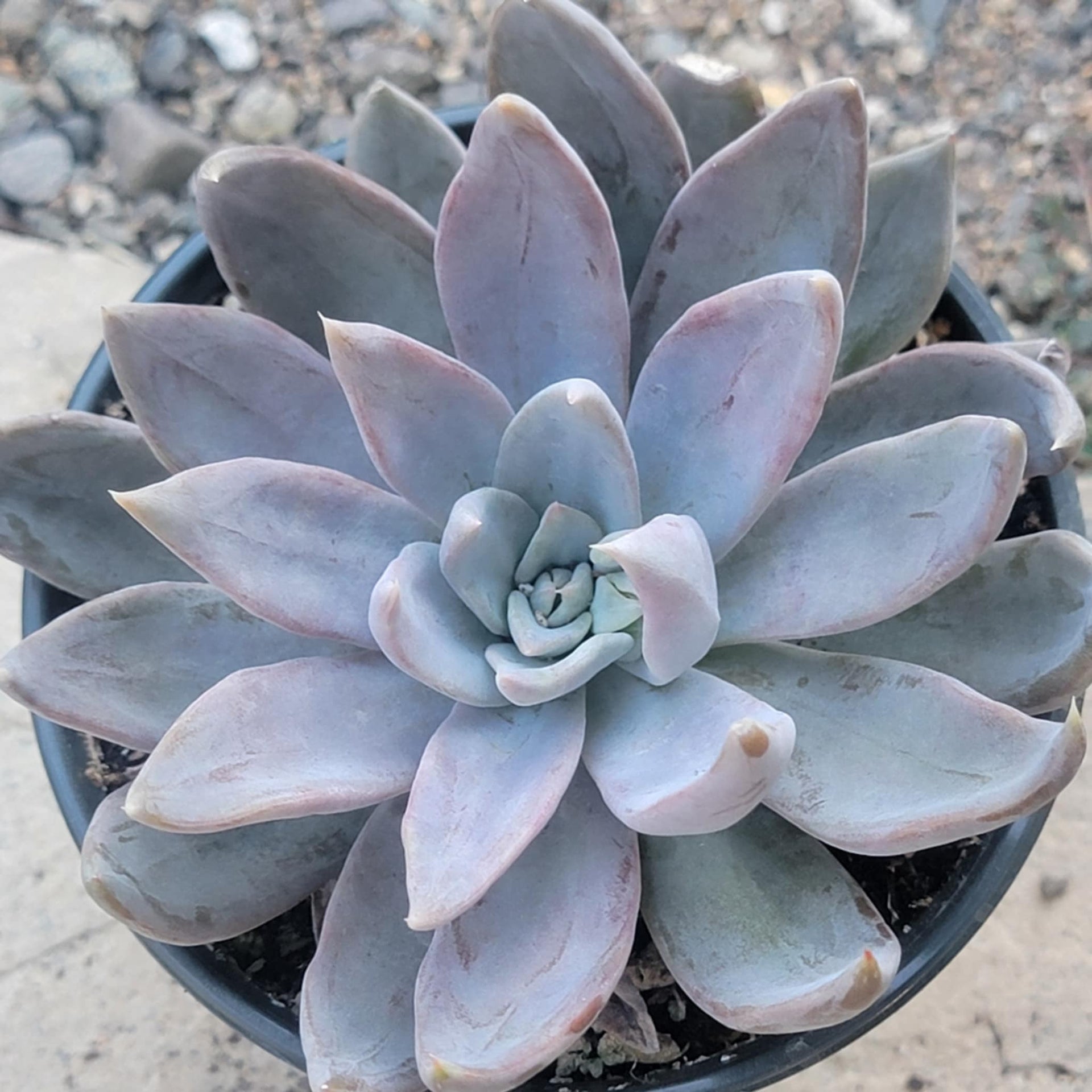 silver queen succulent Echeveria 'Silver Queen'