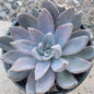 Echeveria 'Silver Queen' - 4" Assorted - Succulent - DesertScapeSucculent