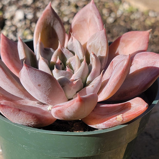 DesertScapeSucculent Succulent 4" Assorted Echeveria 'Silver Queen'