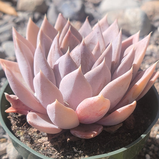 Echeveria 'Silver Queen'