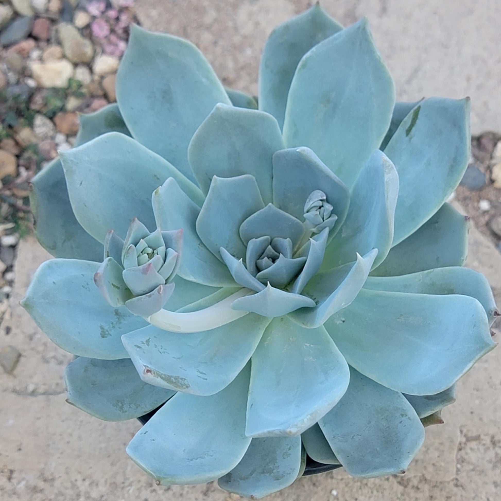 echeveria white rose succulent Echeveria 'Silver Rose' – DesertScapeSucculent