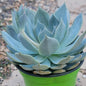 Echeveria 'Silver Rose' - 4 Inch Assorted - Succulent - DesertScapeSucculent