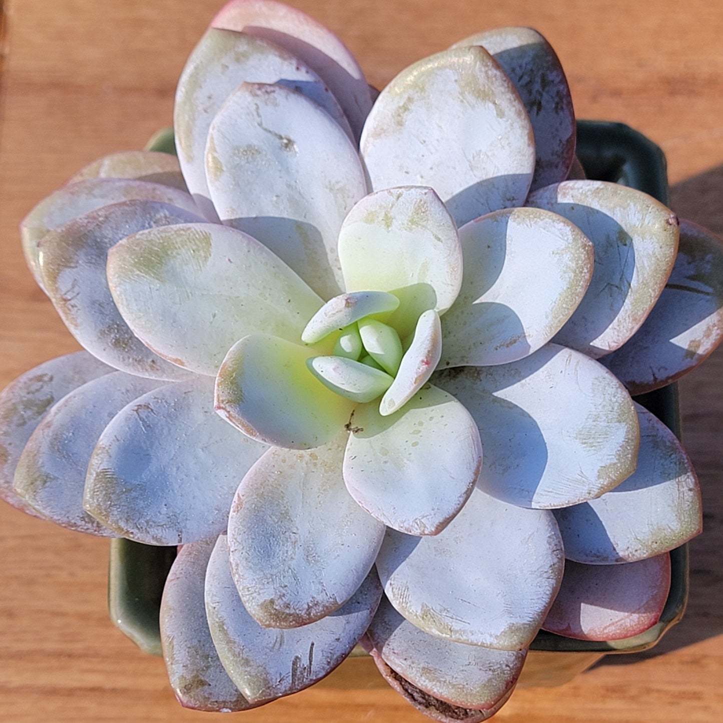 Echeveria 'Snow Angel'