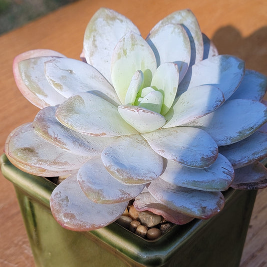 Echeveria 'Snow Angel'