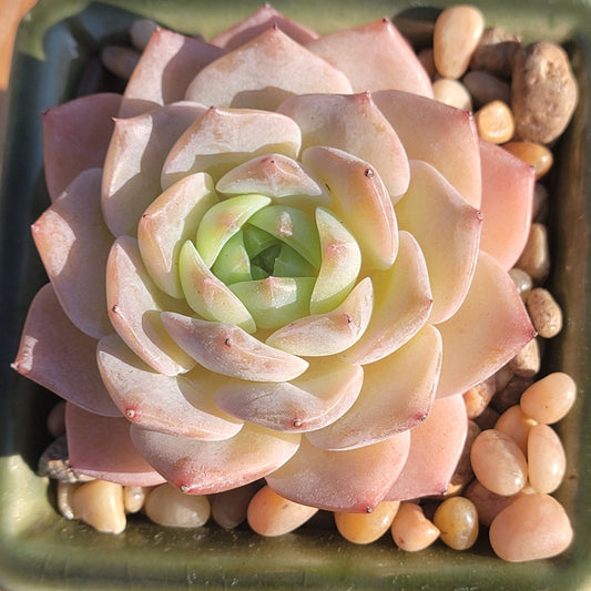 Echeveria 'Snow Fairy'