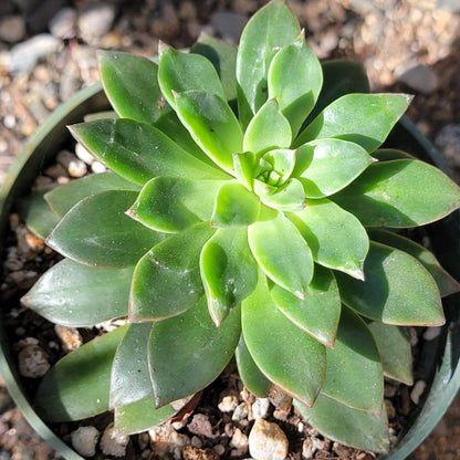 Echeveria 'Solar Flare'