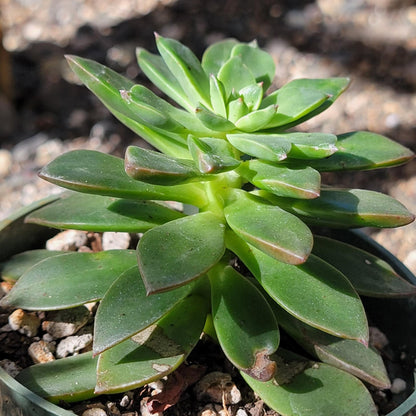 Echeveria 'Solar Flare'